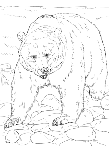 Realistic Grizzly Bear Coloring Page